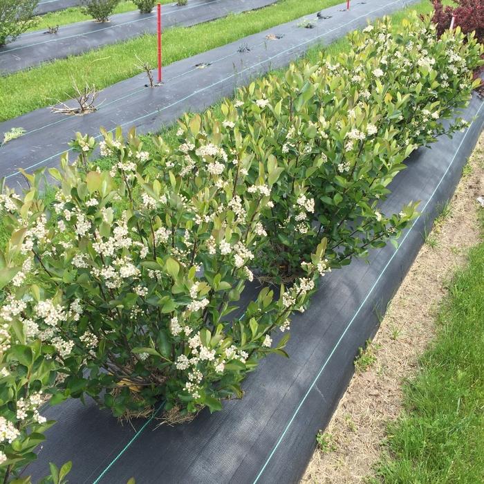 Aronia melanocarpa Low Scape Hedger&reg;