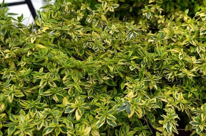 Abelia x grandiflora Miss Lemon&trade;