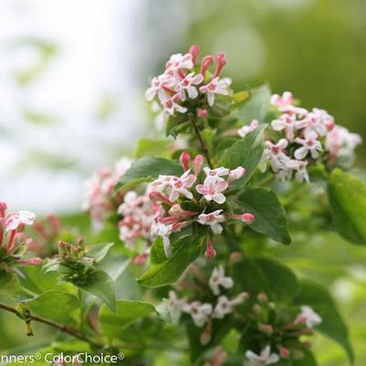 Abelia mosanensis Sweet Emotion Blaze&reg;
