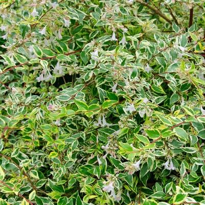 Abelia x grandiflora Twist of Lime&trade;