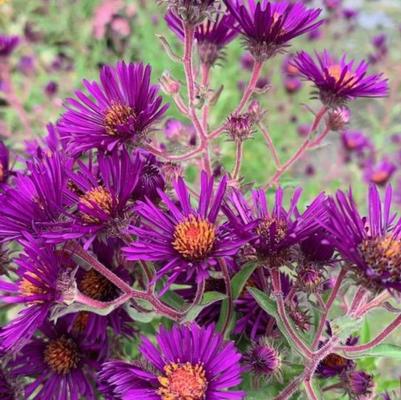 Aster novae-angliae Nachtauge