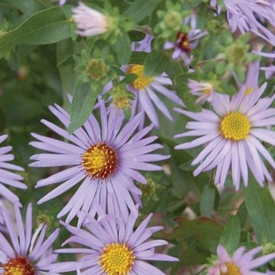 Aster oblongifolius Raydon's Favorite