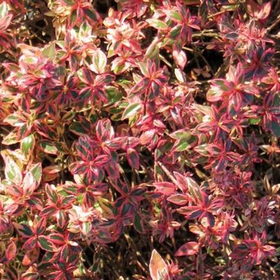 Abelia Confetti&reg;