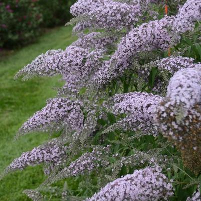 Buddleia Grand Cascade