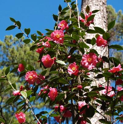 Camellia Crimson Candles