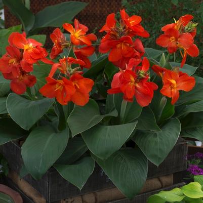 Canna x generalis South Pacific Scarlet