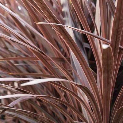 Cordyline australis Red Star
