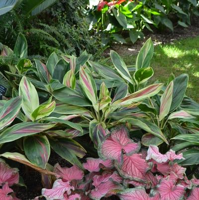 Cordyline fruticosa Exotica