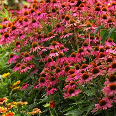 Echinacea purpurea PowWow Wild Berry