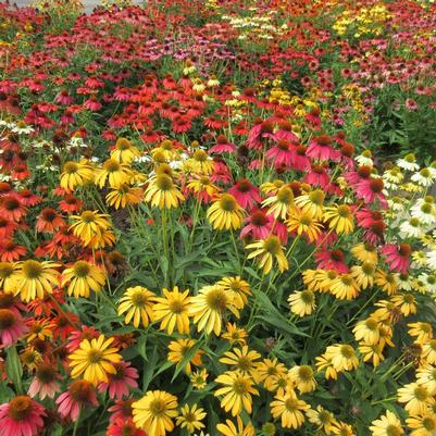 Echinacea Cheyenne Spirit