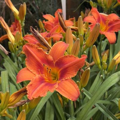 Hemerocallis Alabama Jubilee
