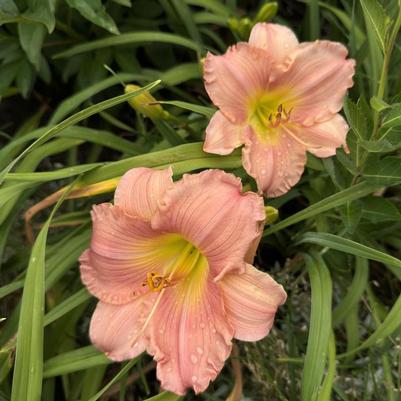 Hemerocallis Jolyene Nichole