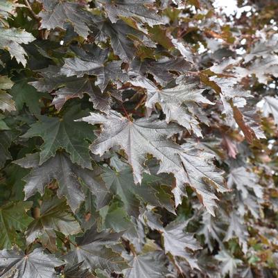 Acer platanoides Crimson Sentry