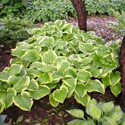 Hosta Shade Fanfare