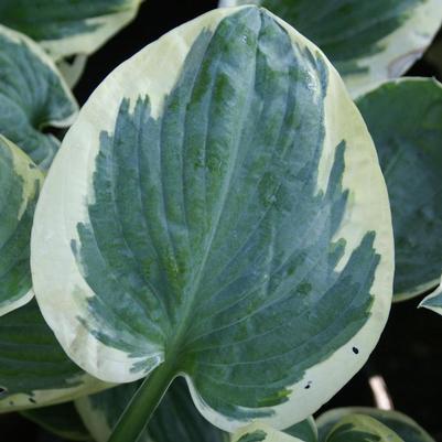 Hosta Snow Cap