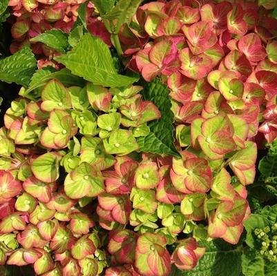 Hydrangea macrophylla Tilt-A-Swirl&trade;