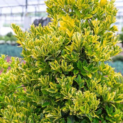 Ilex Golden Oakland&reg;
