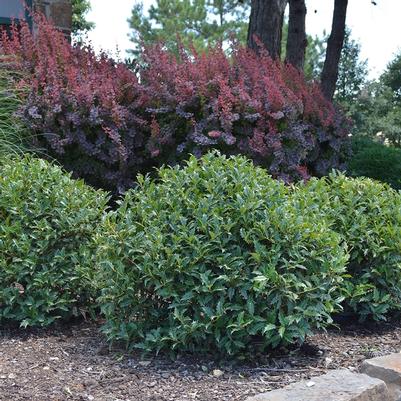 Ilex Lucky Leaf&trade;
