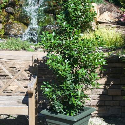 Ilex Oak Leaf&trade;