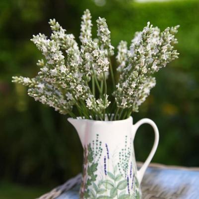 Lavandula x intermedia Exceptional!&trade;