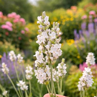 Lavandula x intermedia Inspirational!&trade;