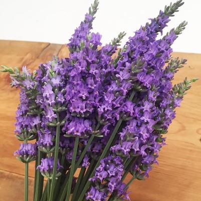 Lavandula x intermedia Sensational!&trade;