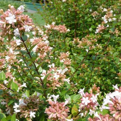 Abelia x chinensis Rose Creek