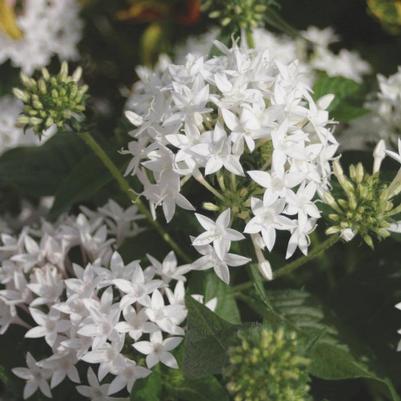 Pentas lanceolata Butterfly White