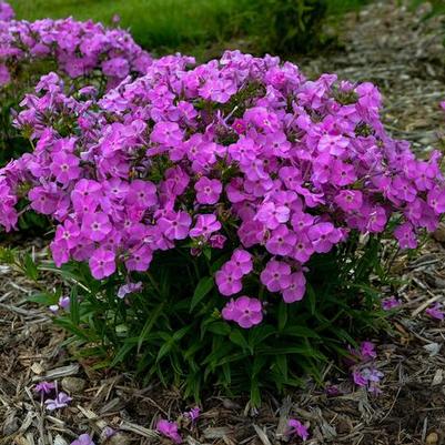 Phlox paniculata Baby Doll Pink