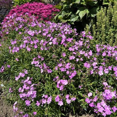 Phlox Opening Act Romance