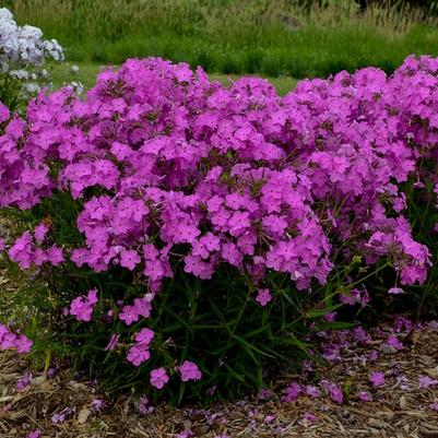 Phlox Opening Act Ultrapink