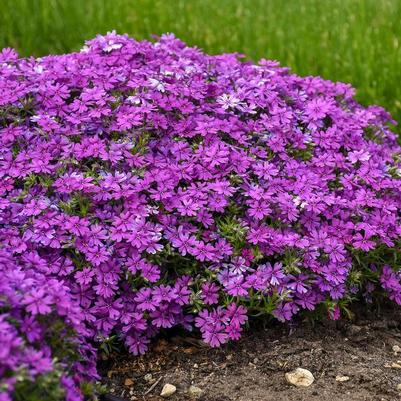 Phlox Rocky Road Grape