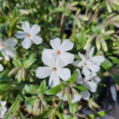 Phlox Woodlander White