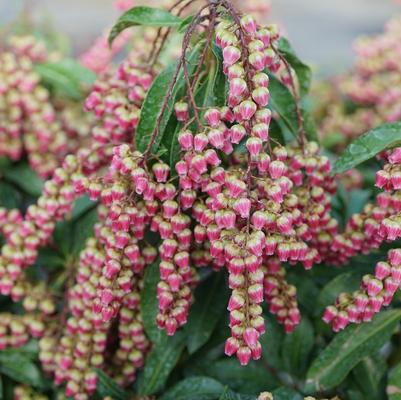 Pieris japonica Interstella&reg;
