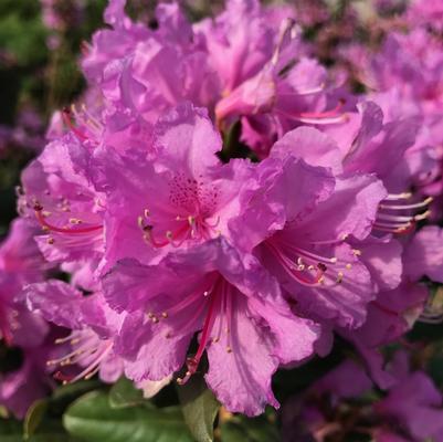 Rhododendron Abbey's Re-View&reg;