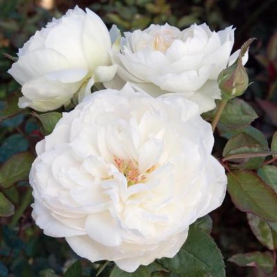 Rosa Bolero&trade;