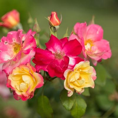 Rosa Campfire