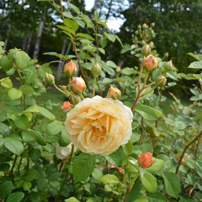 Rosa Charles Darwin