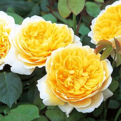 Rosa Charlotte