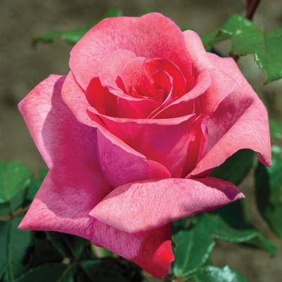 Rosa Cinnamon Dolce&trade;