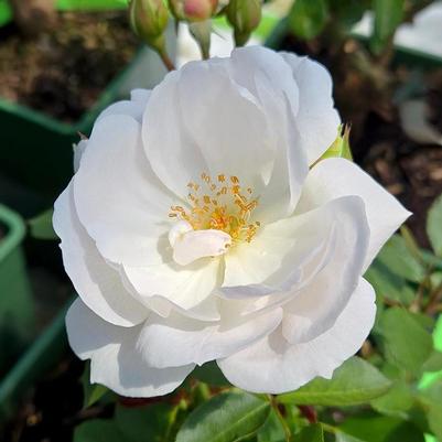 Rosa Desdemona&reg;