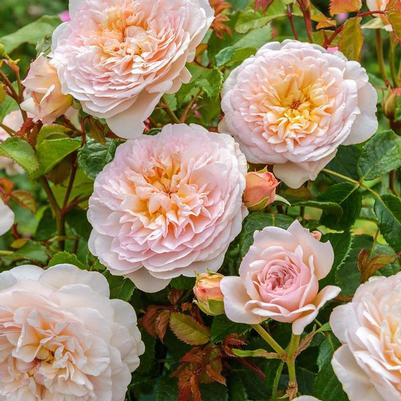 Rosa Emily Bronte