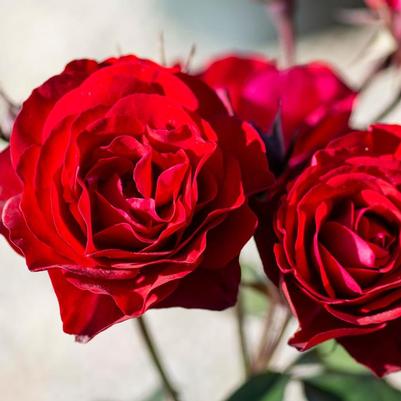 Rosa Europeana