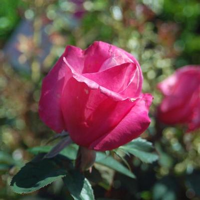 Rosa First Prize