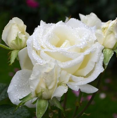 Rosa Honor