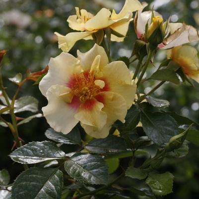 Rosa Ringo&reg;
