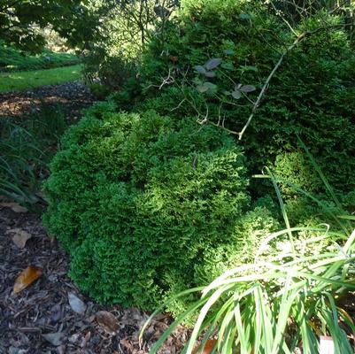 Thuja occidentalis Hetz Midget
