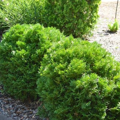 Thuja occidentalis Mr. Bowling Ball&reg;