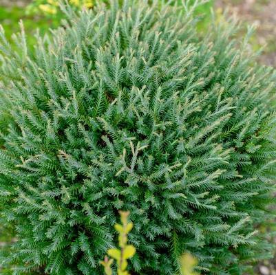 Thuja occidentalis Pancake&trade;