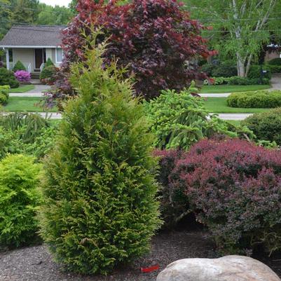 Thuja Junior Giant